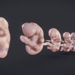 Baby stages (Fetal Development)