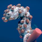 Bargibant’s Seahorse