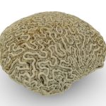 Brain Coral (dead)