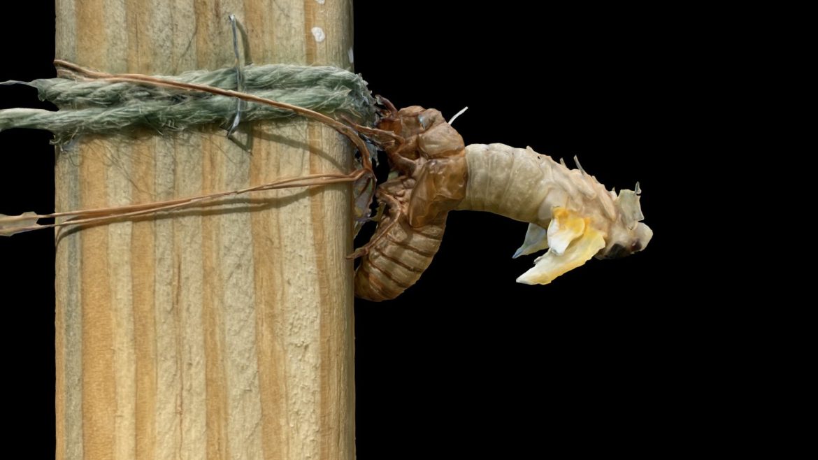 brood x cicada nymph molt to tenereal adult.thumb