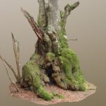 Bulgy Gnarled Beech Tree