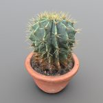 Cactus in pot