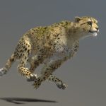 Cheetah