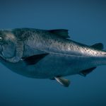 Chinook Salmon ( Ocean phase )