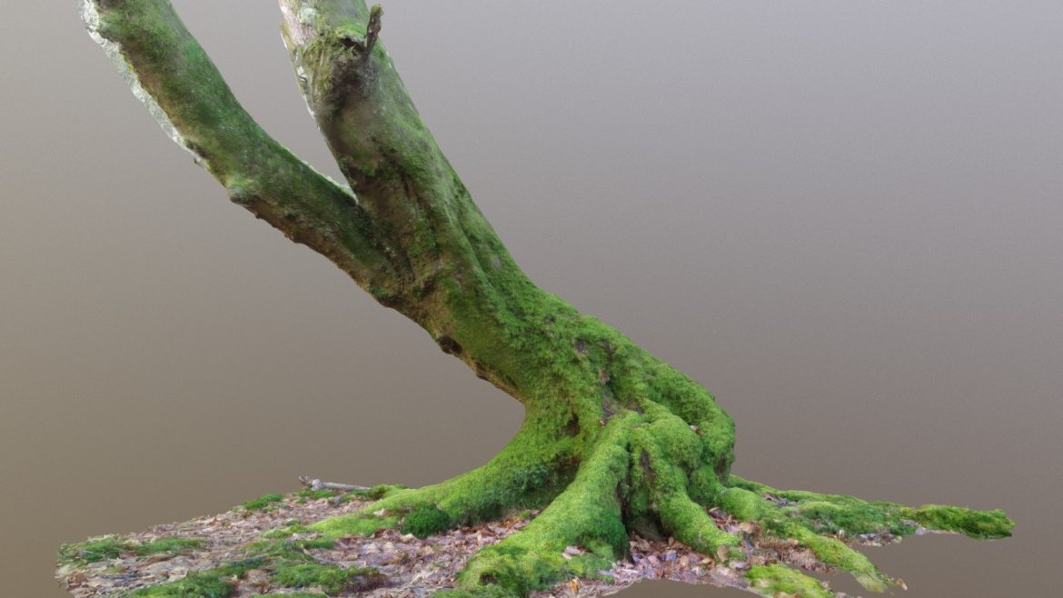 curvy mossy beech tree.thumb