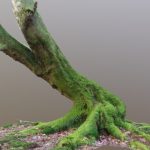Curvy Mossy Beech Tree