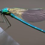 Dragon Fly