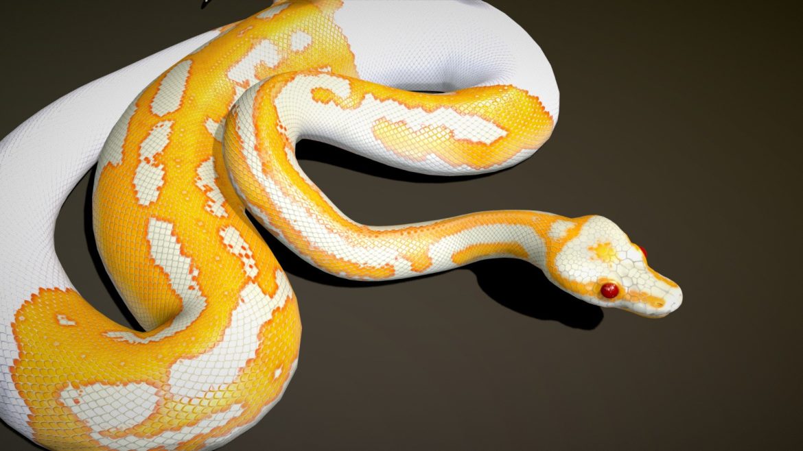 dreamsicle ball python.thumb