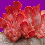 Flamingo Pink Oyster Mushroom Growing Kit