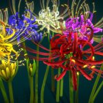 Flower Lycoris Radiata