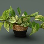Golden Pothos