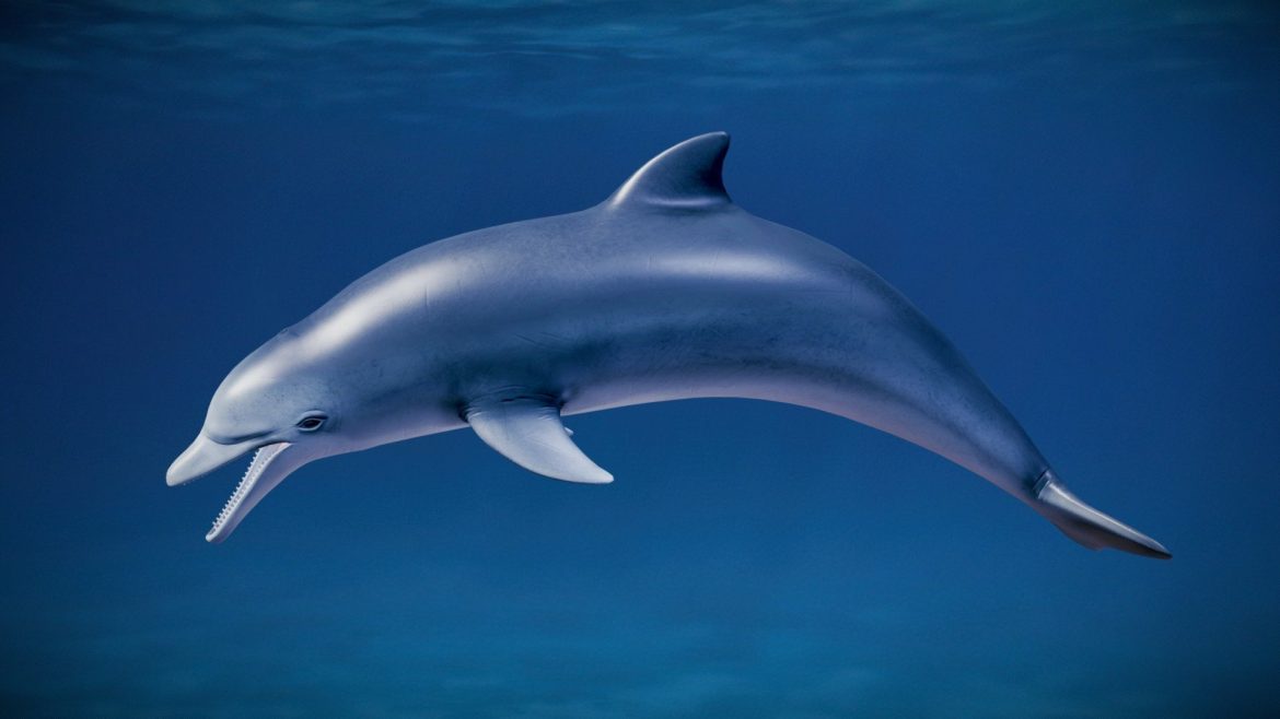 grey dolphin tursiops trancatus.thumb