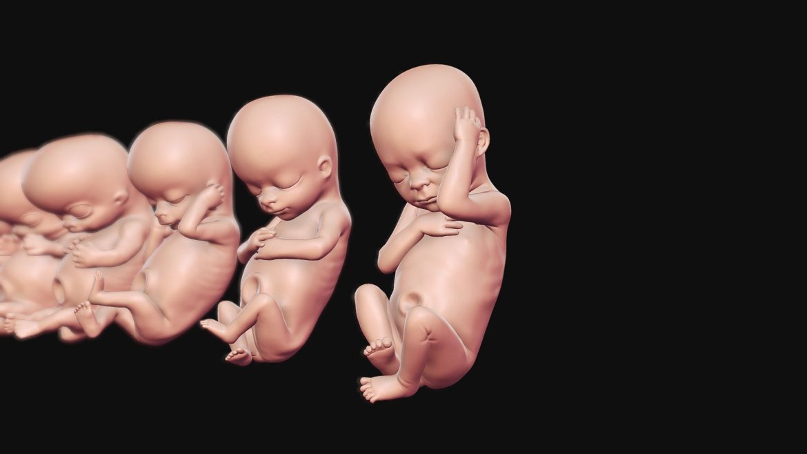 growing baby 3d print ready models weeks 4 12.thumb