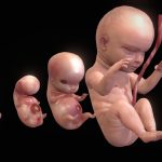 Human embryonic – fetal development stages