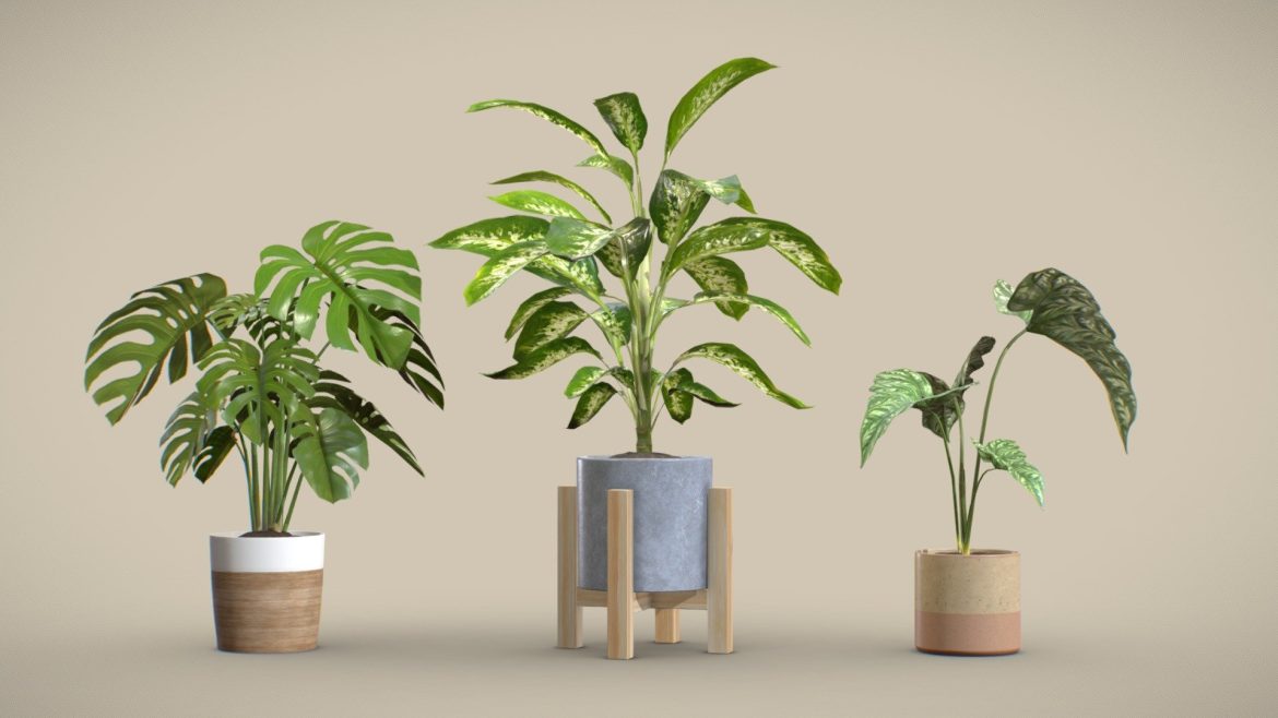 indoor exotic plants.thumb