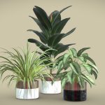 Indoor Plants Pack 02