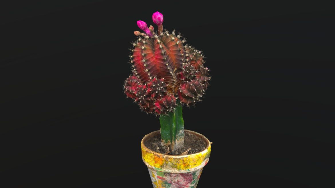 little red cactus in a pod.thumb