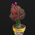 Little Red Cactus in a Pod