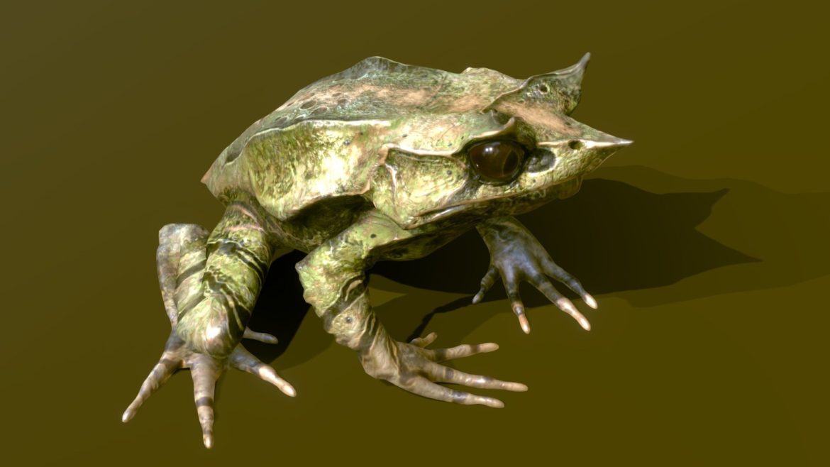 long nosed horned frog.thumb