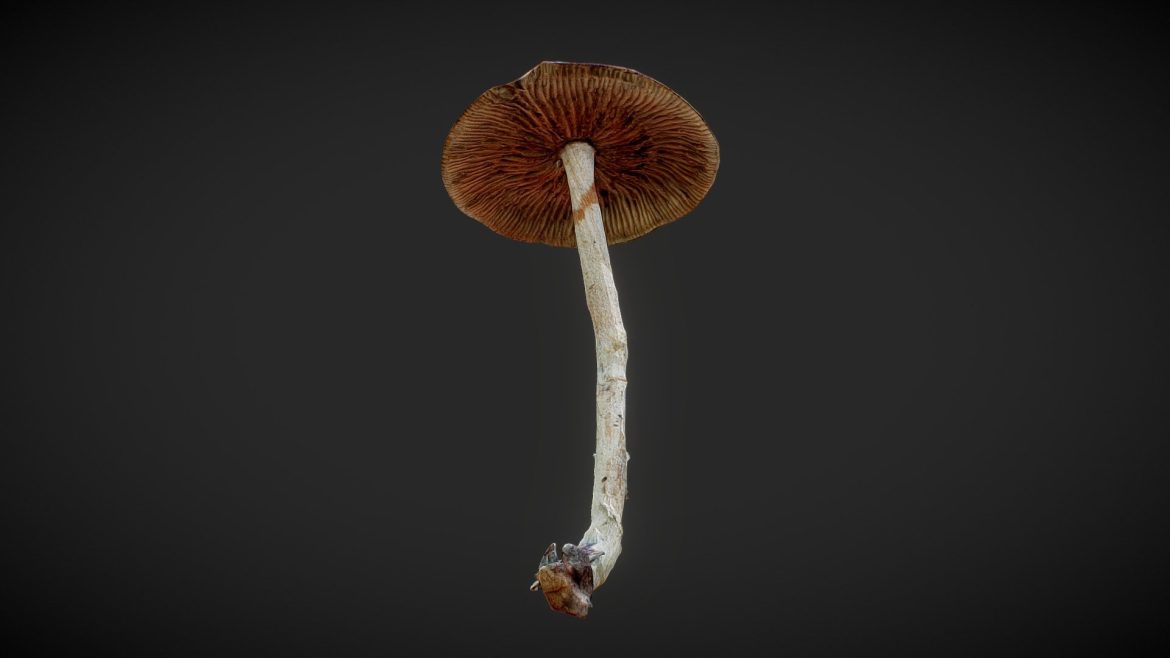 mushroom 03.thumb