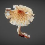Mushroom 04