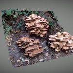 Mushroom in the wood