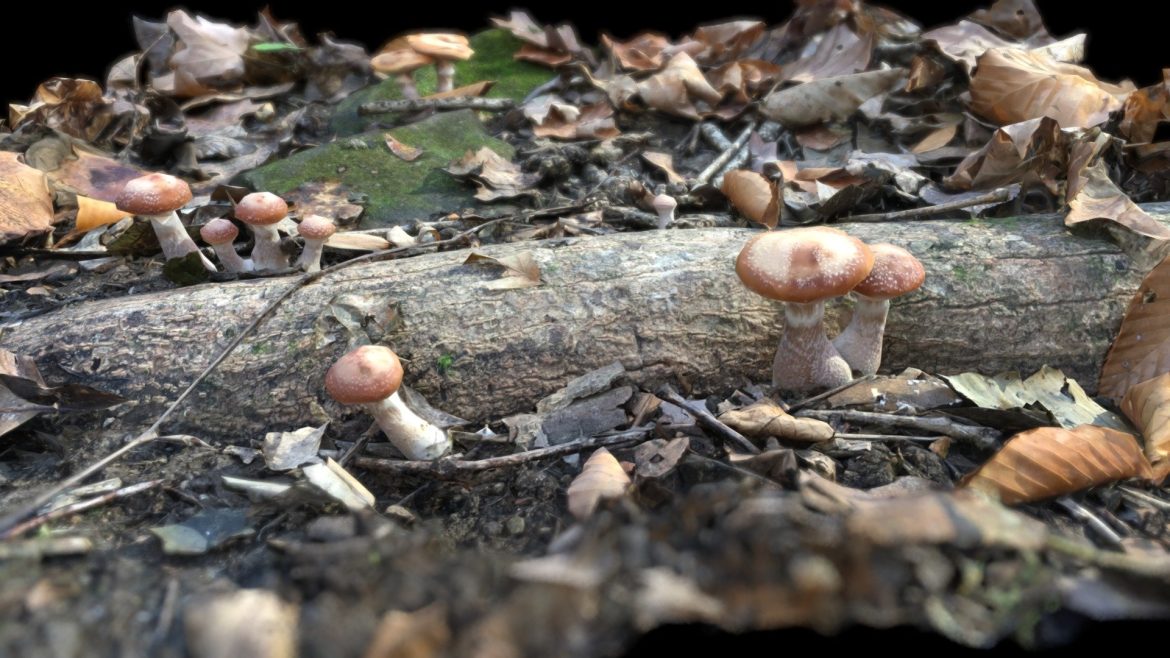 mushrooms in hoosier national forest.thumb 1