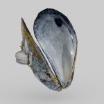 Mussel Shell from Montauk Beach