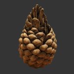 Pine Cone
