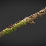 rotting branch 01.thumb