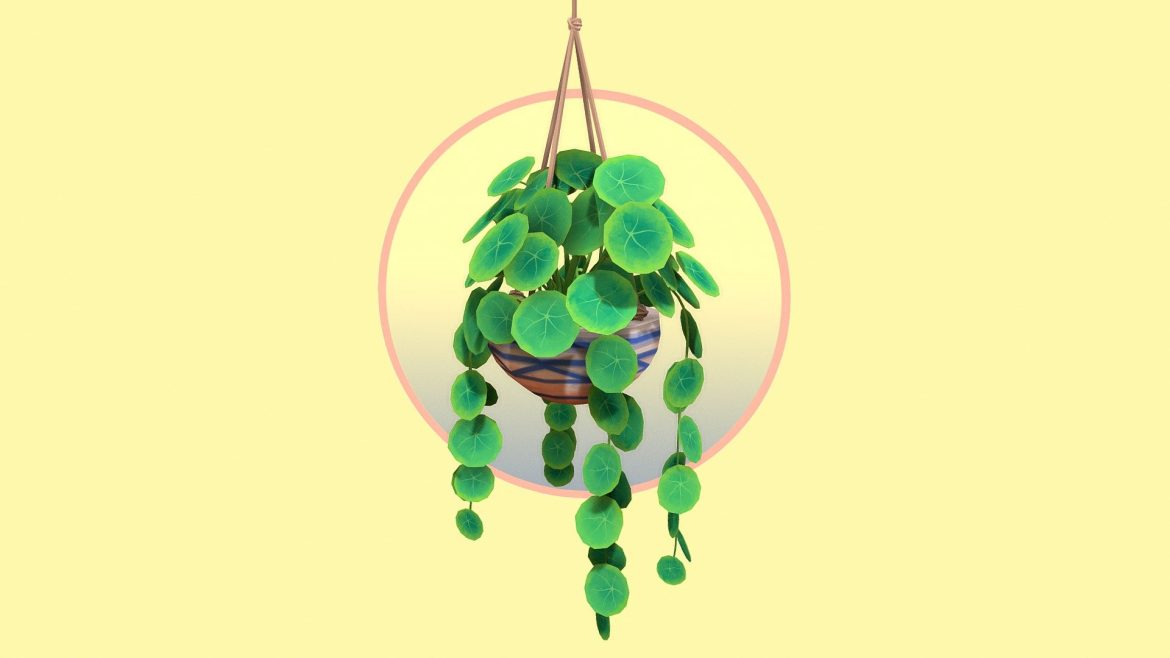 round leaf hanging houseplant.thumb 1
