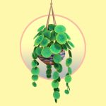 round leaf hanging houseplant.thumb 1