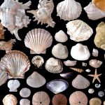 sea and ground shells pack.thumb