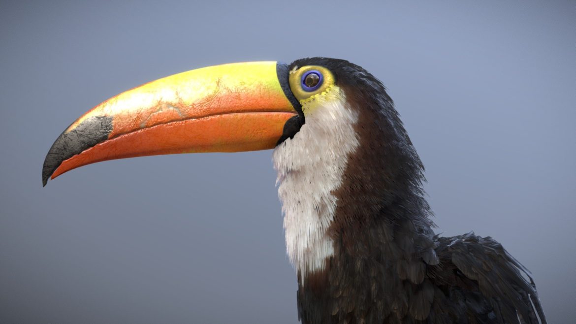 toco toucan.thumb