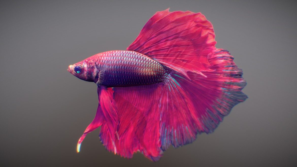 tropical fish 2.thumb