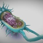 Bacterial Cell Structure
