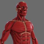 Ecorche – Anatomy Human Male Musculature