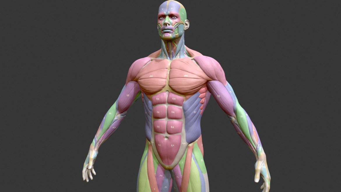 ecorche male musclenames anatomy.thumb