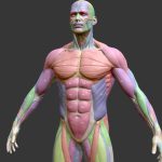 Écorché Male Musclenames Anatomy