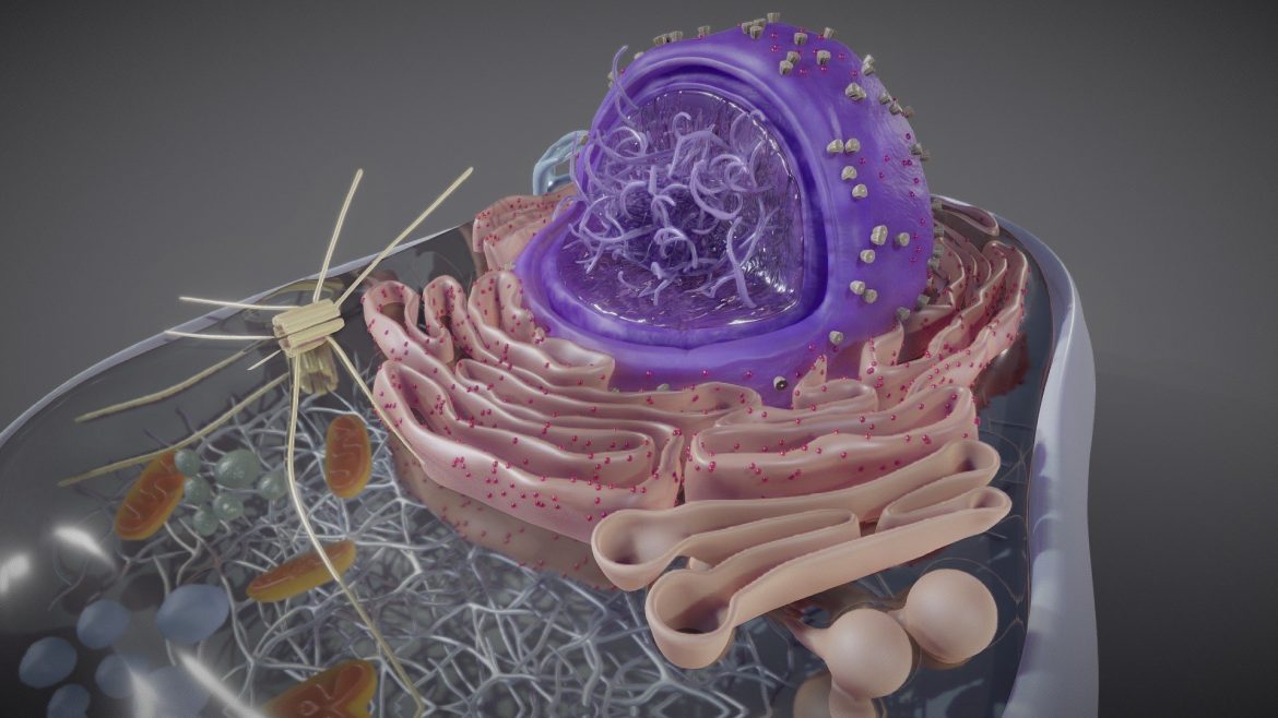 eukaryotic cell cross section.thumb