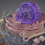 Eukaryotic Cell Cross Section