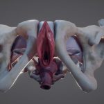 Female Reproductive System