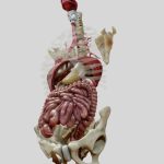 Gastrointestinal Tract