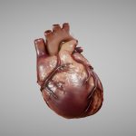 Human Heart