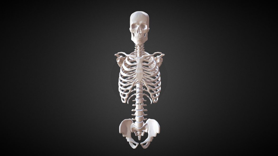 march17 torso study full skeletal torso.thumb