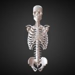 March17 Torso Study: Full Skeletal Torso