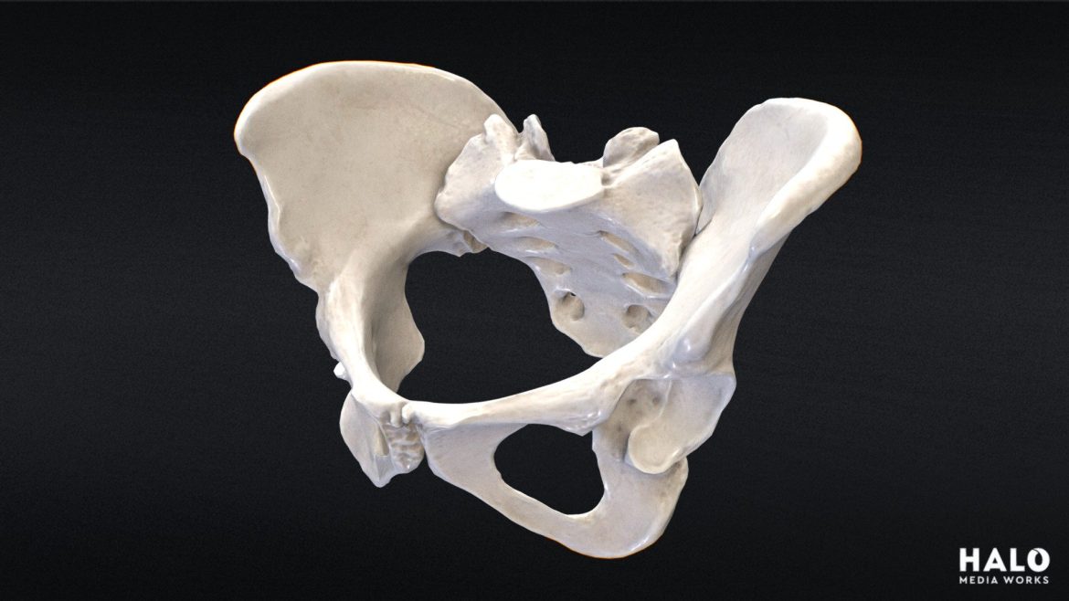 pelvis 3d scan.thumb 1