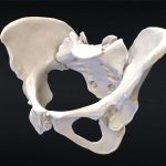 Pelvis – 3D Scan