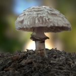 Shaggy Parasol Mushroom (Intermediate)