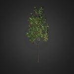 Apple Tree with Fruits 3D Model 2.7m